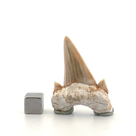 Otodus obliquus Fossil Shark Tooth from Eocene, Morocco | 1.92" - FossilsAndMore