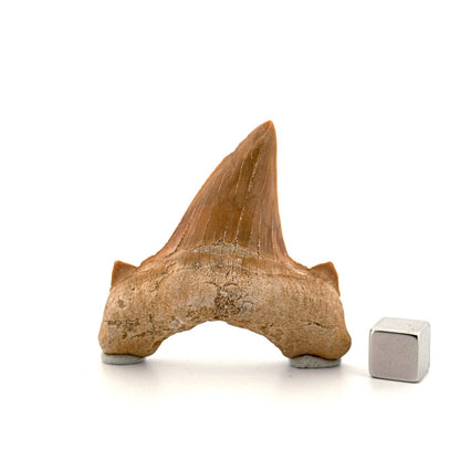 Otodus obliquus Fossil Shark Tooth from Eocene, Morocco (2.26") - FossilsAndMore