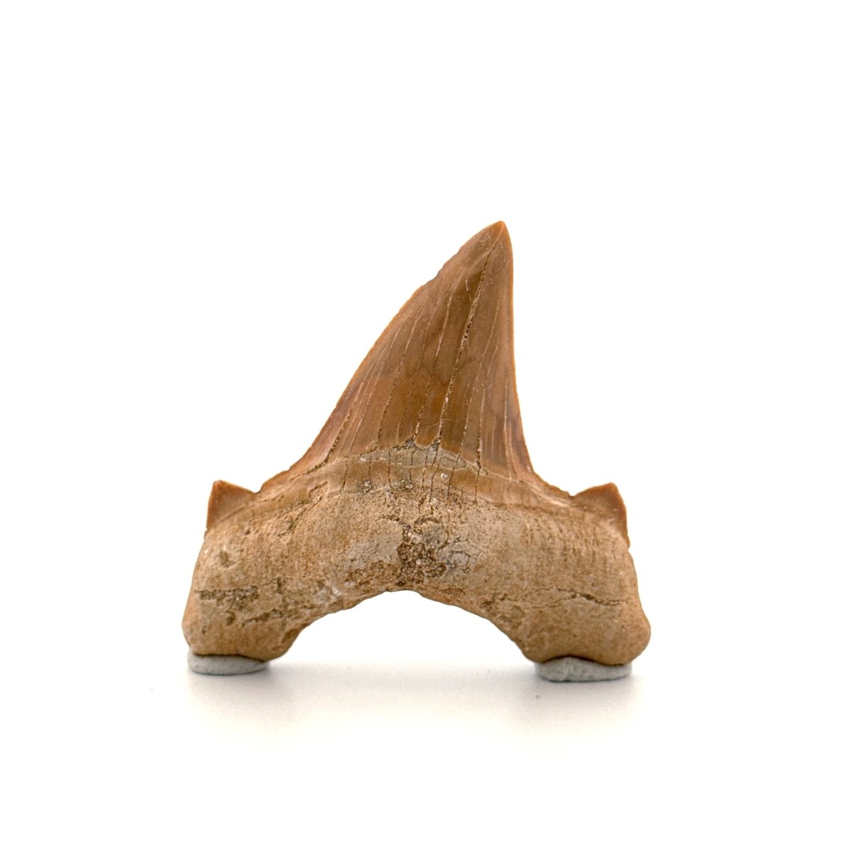 Otodus obliquus Fossil Shark Tooth from Eocene, Morocco (2.26") - FossilsAndMore