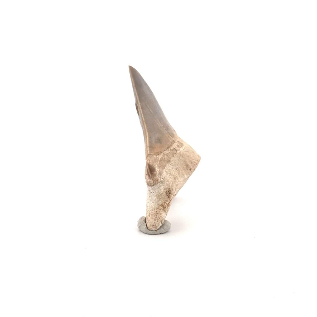 Otodus obliquus Fossil Shark Tooth from Eocene, Morocco (2.33") - FossilsAndMore