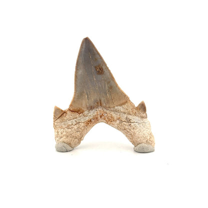 Otodus obliquus Fossil Shark Tooth from Eocene, Morocco (2.33") - FossilsAndMore