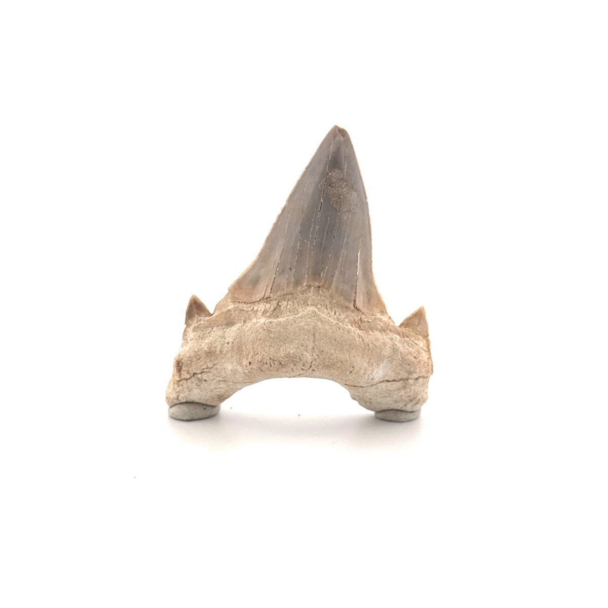 Otodus obliquus Fossil Shark Tooth from Eocene, Morocco (2.33") - FossilsAndMore
