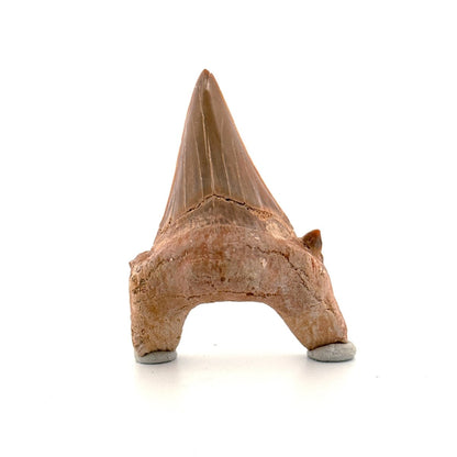 Otodus obliquus Fossil Shark Tooth from Eocene, Morocco (2.51") - FossilsAndMore
