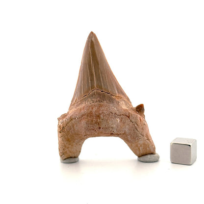 Otodus obliquus Fossil Shark Tooth from Eocene, Morocco (2.51") - FossilsAndMore