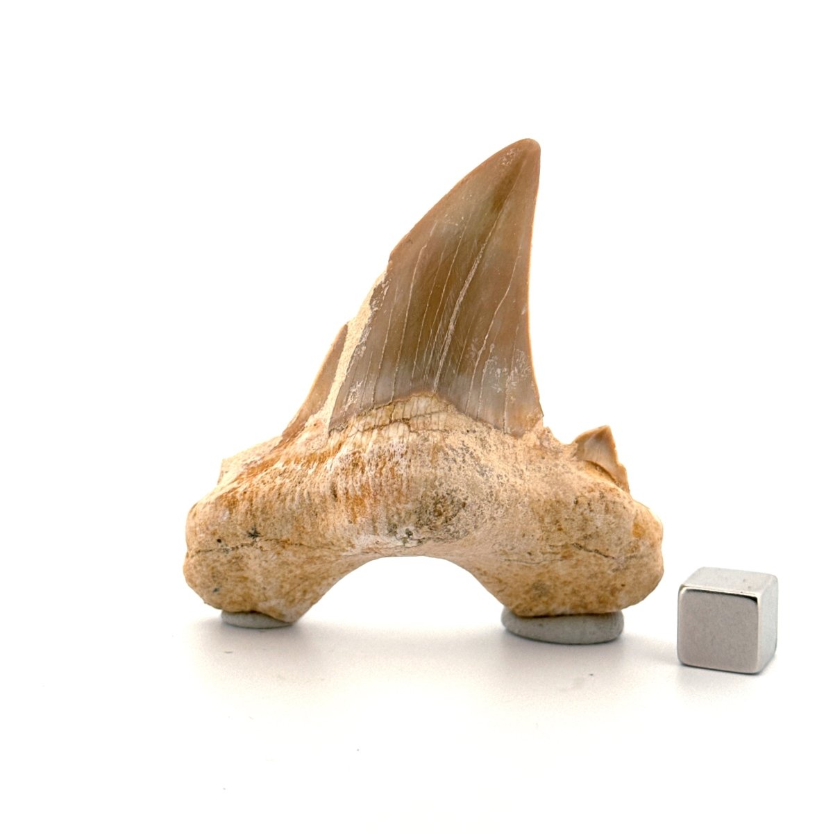 Otodus obliquus Fossil Shark Tooth from Eocene, Morocco (2.81") - FossilsAndMore