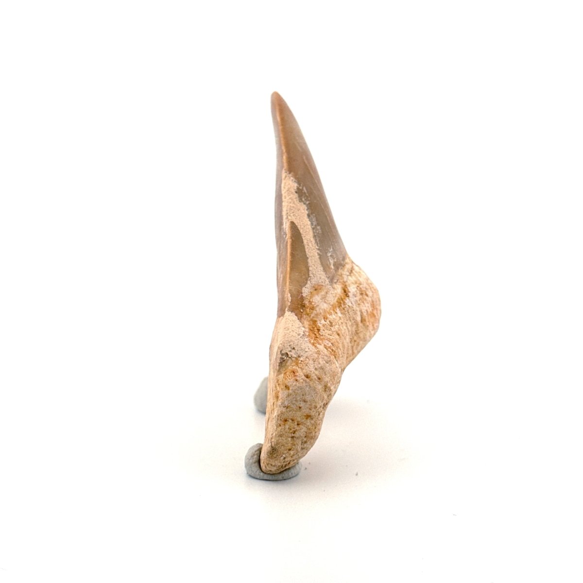Otodus obliquus Fossil Shark Tooth from Eocene, Morocco (2.81") - FossilsAndMore