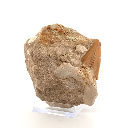 Otodus obliquus Fossil Shark Tooth on matrix (2.42") – Eocene, Morocco - FossilsAndMore