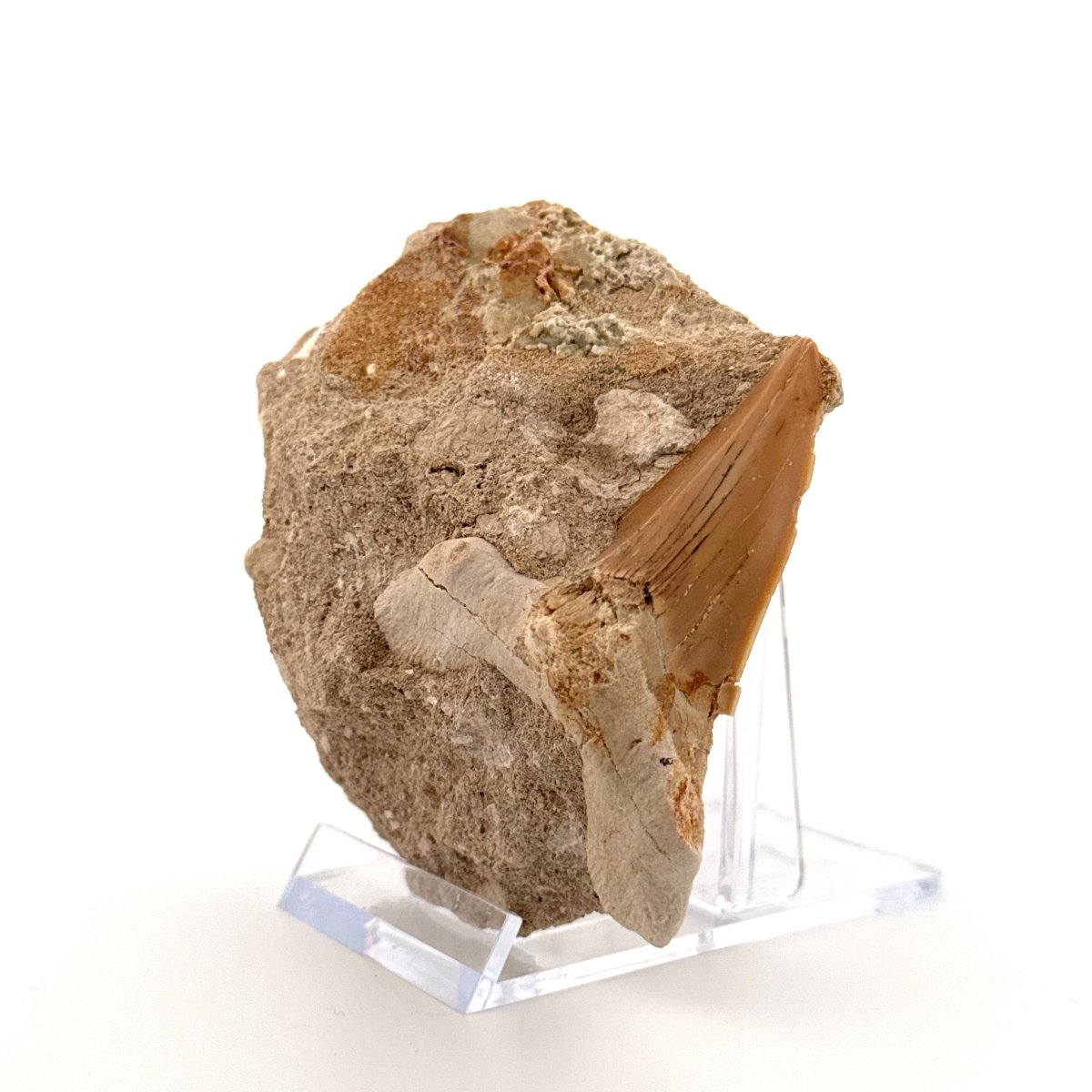 Otodus obliquus Fossil Shark Tooth on matrix (2.42") – Eocene, Morocco - FossilsAndMore