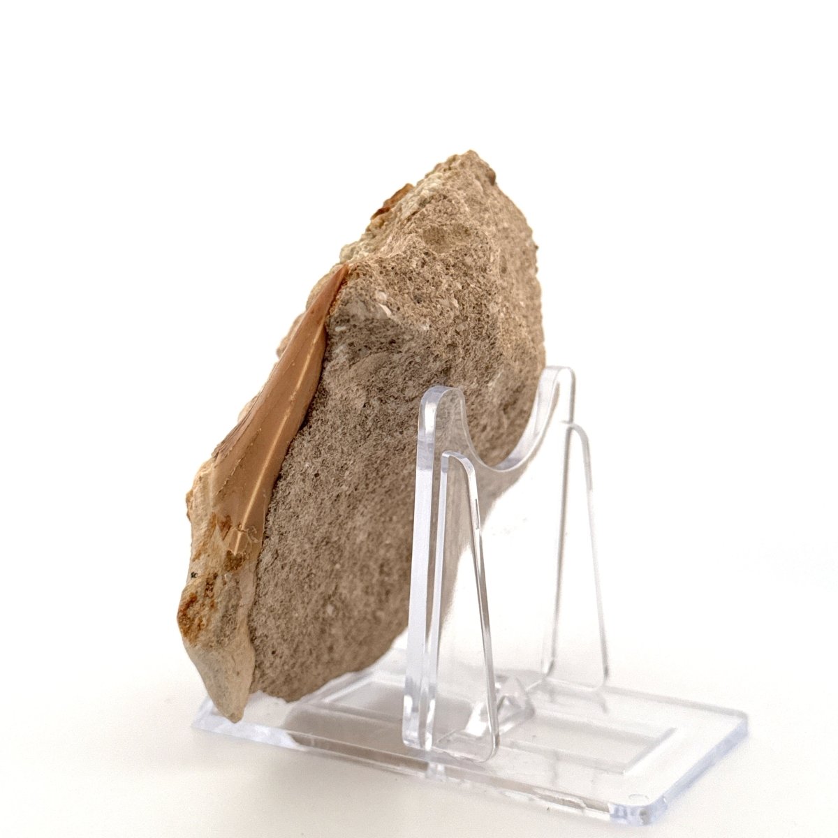 Otodus obliquus Fossil Shark Tooth on matrix (2.42") – Eocene, Morocco - FossilsAndMore