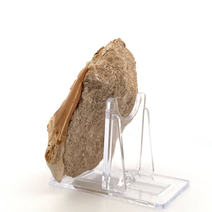 Otodus obliquus Fossil Shark Tooth on matrix (2.42") – Eocene, Morocco - FossilsAndMore