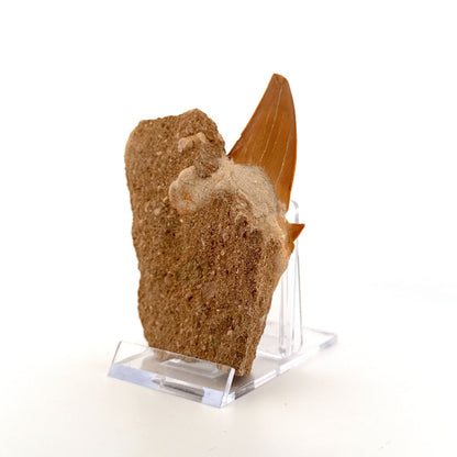 Otodus obliquus Fossil Shark Tooth on matrix (2.52") – Eocene, Morocco - FossilsAndMore