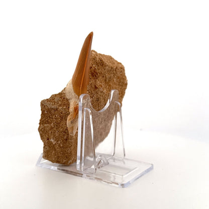 Otodus obliquus Fossil Shark Tooth on matrix (2.52") – Eocene, Morocco - FossilsAndMore