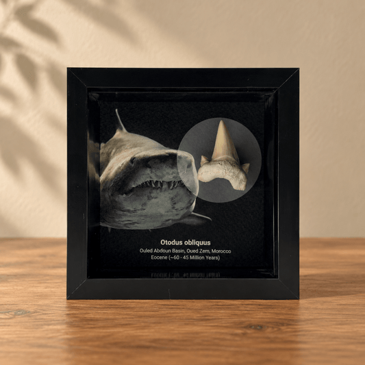 Otodus obliquus Shark Tooth in Shadow Box Frame - FossilsAndMore