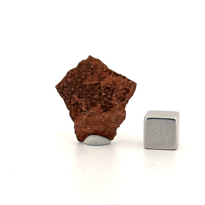 Oviraptor Species Eggshell fragment (1.04"), Dinosaur fossil from China - FossilsAndMore