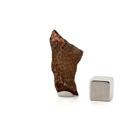 Oviraptor Species Eggshell fragment (1.34"), Dinosaur fossil from China - FossilsAndMore