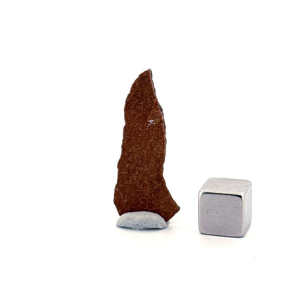 Oviraptor Species Eggshell fragment (1.34"), Dinosaur fossil from China - FossilsAndMore