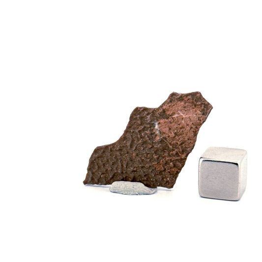 Oviraptor Species Eggshell fragment (1.43"), Dinosaur fossil from China - FossilsAndMore