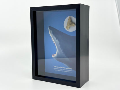Palaeocarcharodon orientalis Fossil Shark Tooth in Large Deep Box Frame - FossilsAndMore