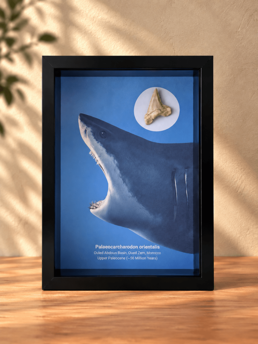 Palaeocarcharodon orientalis Fossil Shark Tooth in Large Deep Box Frame - FossilsAndMore