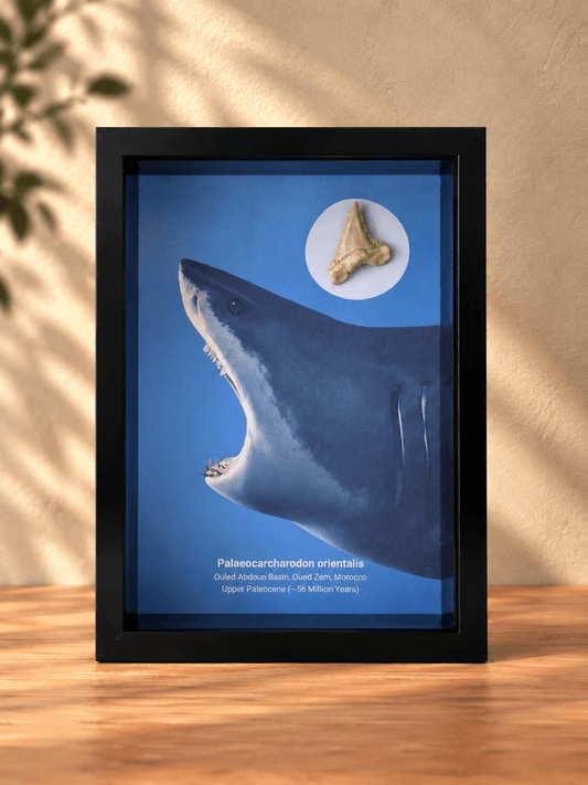 Palaeocarcharodon orientalis Fossil Shark Tooth in Large Deep Box Frame - FossilsAndMore