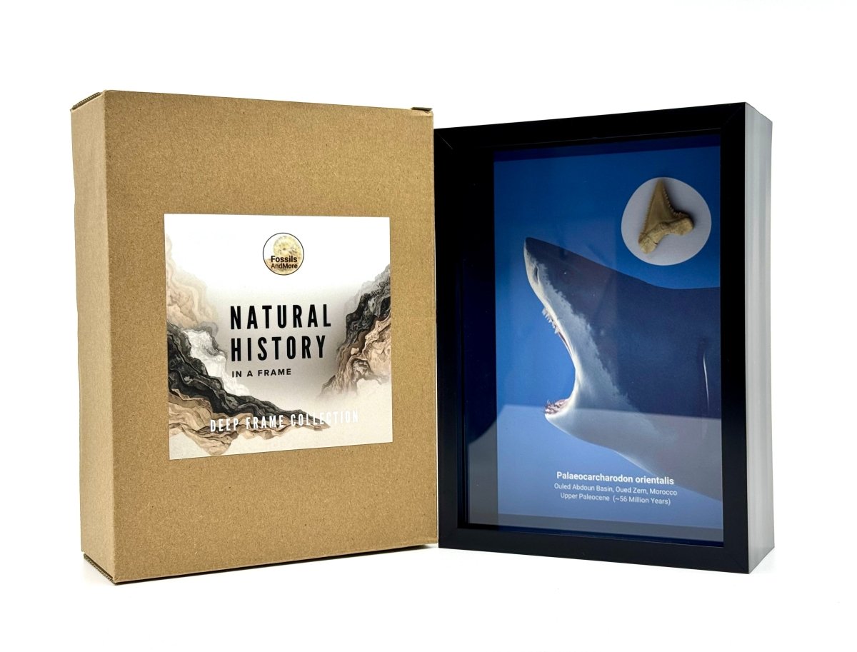 Palaeocarcharodon orientalis Fossil Shark Tooth in Large Deep Box Frame - FossilsAndMore