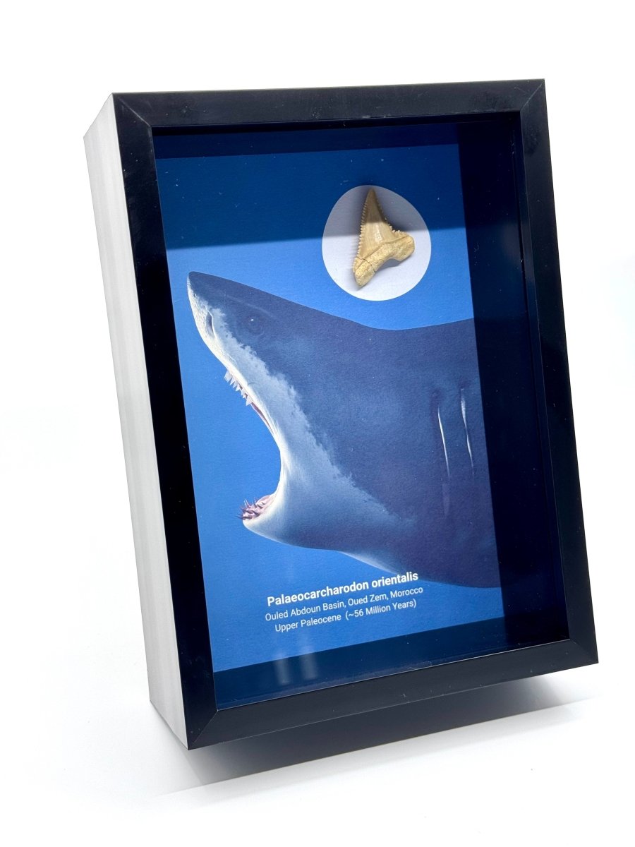 Palaeocarcharodon orientalis Fossil Shark Tooth in Large Deep Box Frame - FossilsAndMore