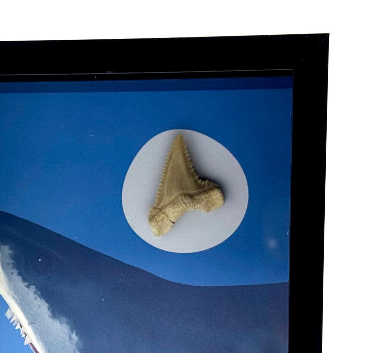 Palaeocarcharodon orientalis Fossil Shark Tooth in Large Deep Box Frame - FossilsAndMore