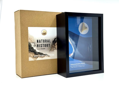 Palaeocarcharodon orientalis Fossil Shark Tooth in Large Deep Box Frame - FossilsAndMore