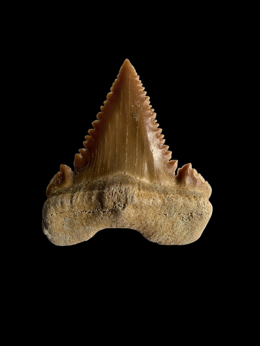 Palaeocarcharodon orientalis Fossil Tooth from Morocco | 1.13" - FossilsAndMore