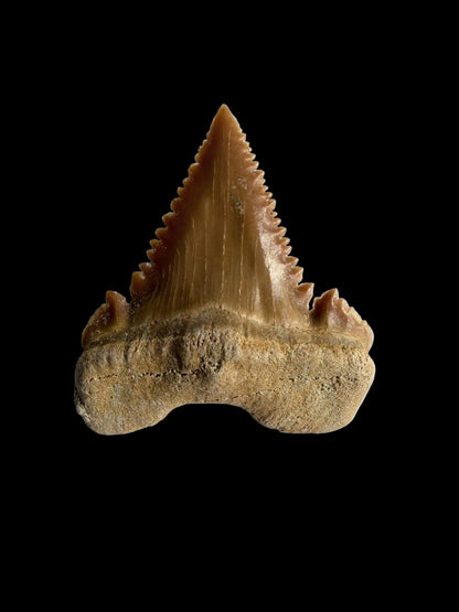 Palaeocarcharodon orientalis Fossil Tooth from Morocco | 1.13" - FossilsAndMore