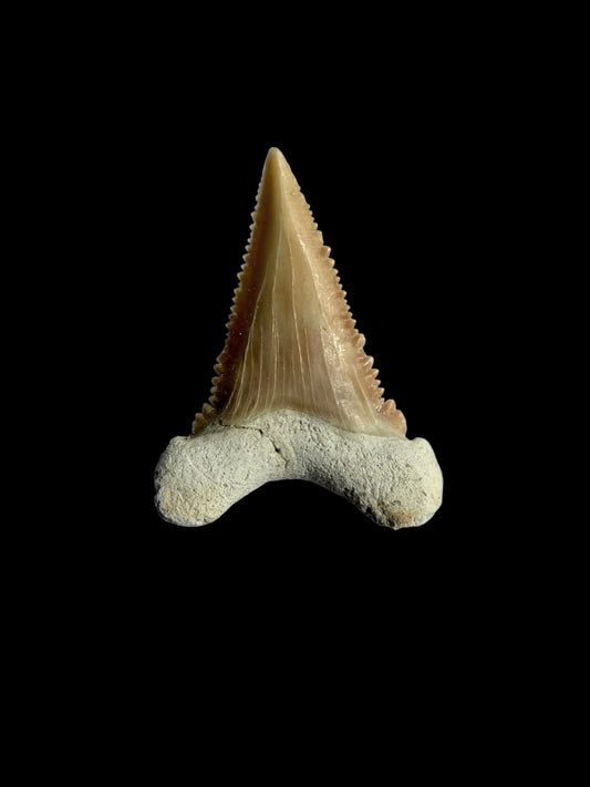 Palaeocarcharodon orientalis Fossil Tooth from Morocco | 1.22" - FossilsAndMore
