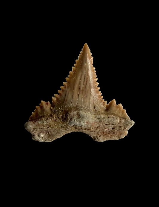 Palaeocarcharodon orientalis Fossil Tooth from Morocco | 1.31" - FossilsAndMore