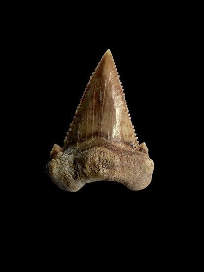 Palaeocarcharodon orientalis Fossil Tooth from Morocco | 1.34" - FossilsAndMore