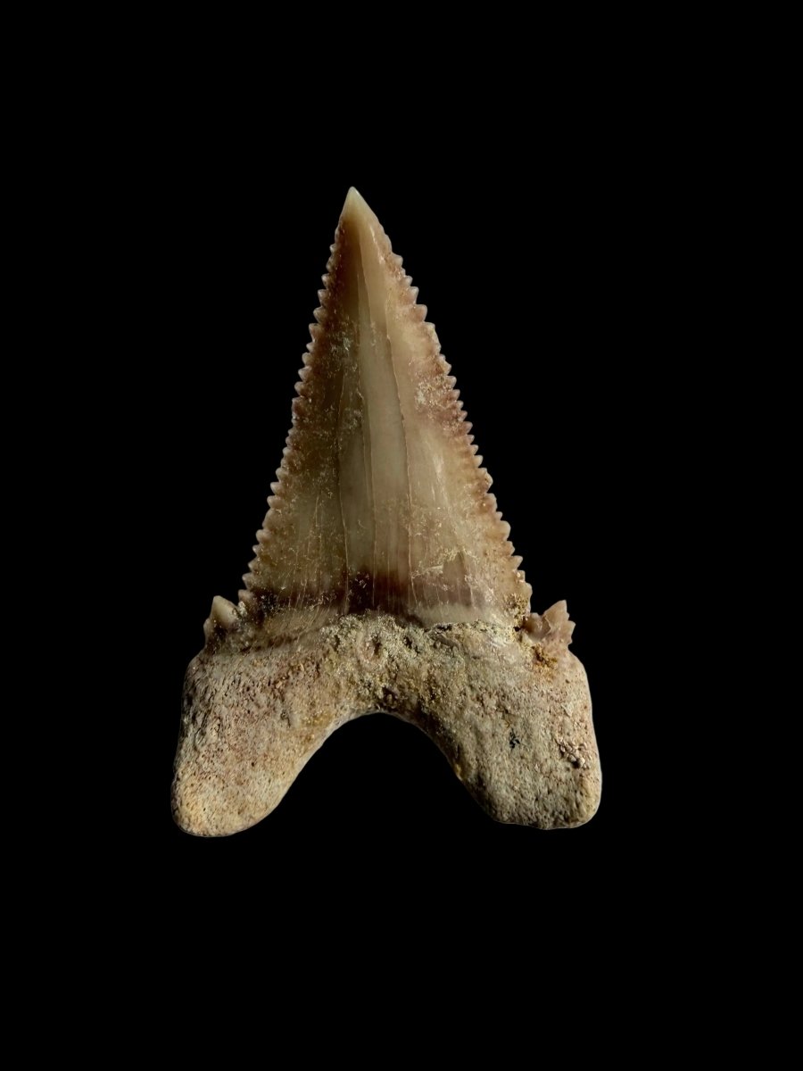Palaeocarcharodon orientalis Fossil Tooth from Morocco | 1.34" - FossilsAndMore