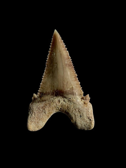 Palaeocarcharodon orientalis Fossil Tooth from Morocco | 1.34" - FossilsAndMore