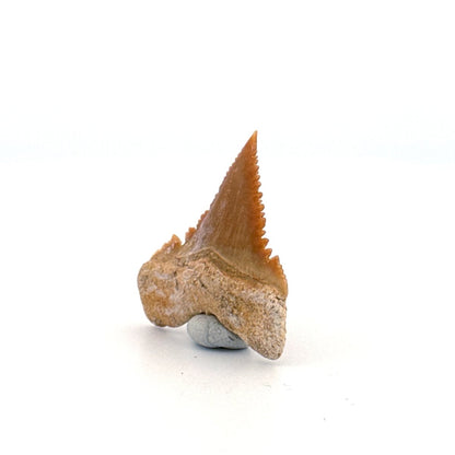 Palaeocarcharodon orientalis Tooth (1.10") from Morocco - FossilsAndMore