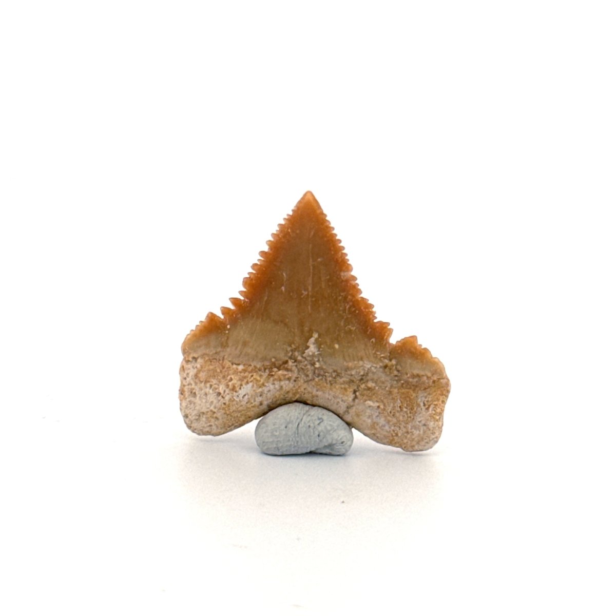 Palaeocarcharodon orientalis Tooth (1.10") from Morocco - FossilsAndMore
