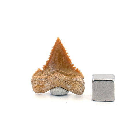 Palaeocarcharodon orientalis Tooth (1.10") from Morocco - FossilsAndMore