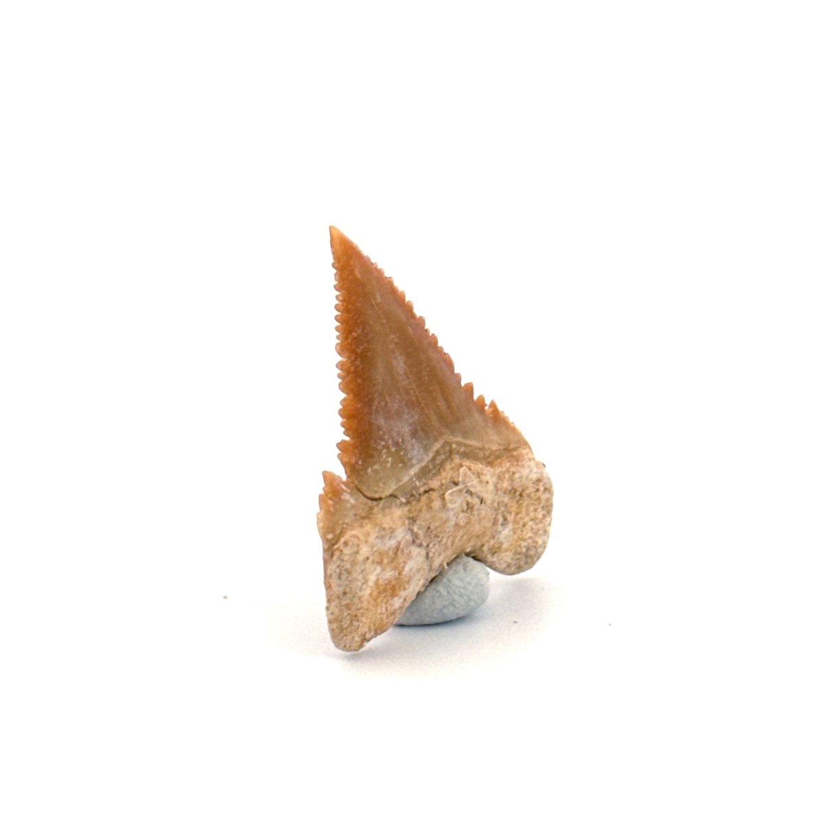 Palaeocarcharodon orientalis Tooth (1.10") from Morocco - FossilsAndMore