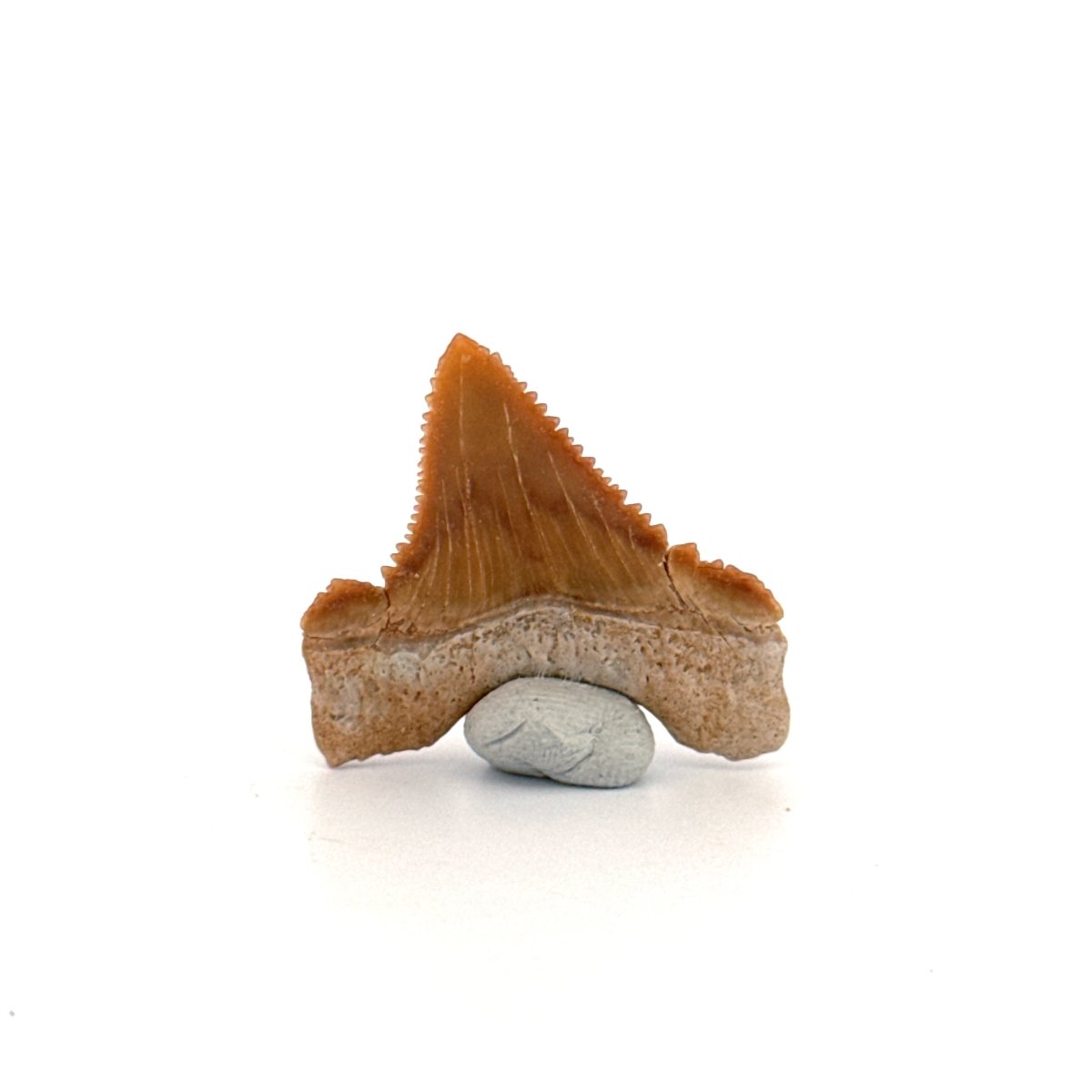 Palaeocarcharodon orientalis Tooth (1.22") from Morocco - FossilsAndMore