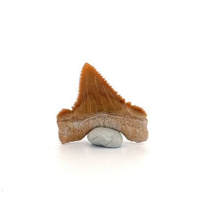 Palaeocarcharodon orientalis Tooth (1.22") from Morocco - FossilsAndMore