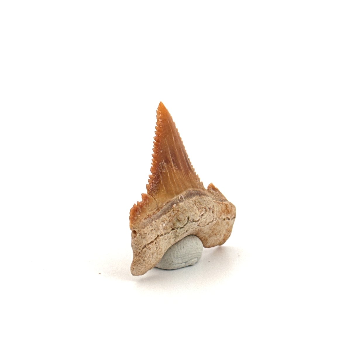 Palaeocarcharodon orientalis Tooth (1.22") from Morocco - FossilsAndMore