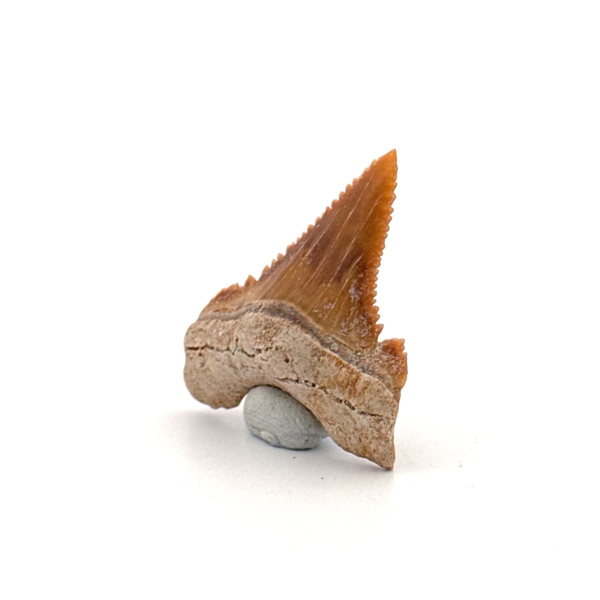Palaeocarcharodon orientalis Tooth (1.22") from Morocco - FossilsAndMore