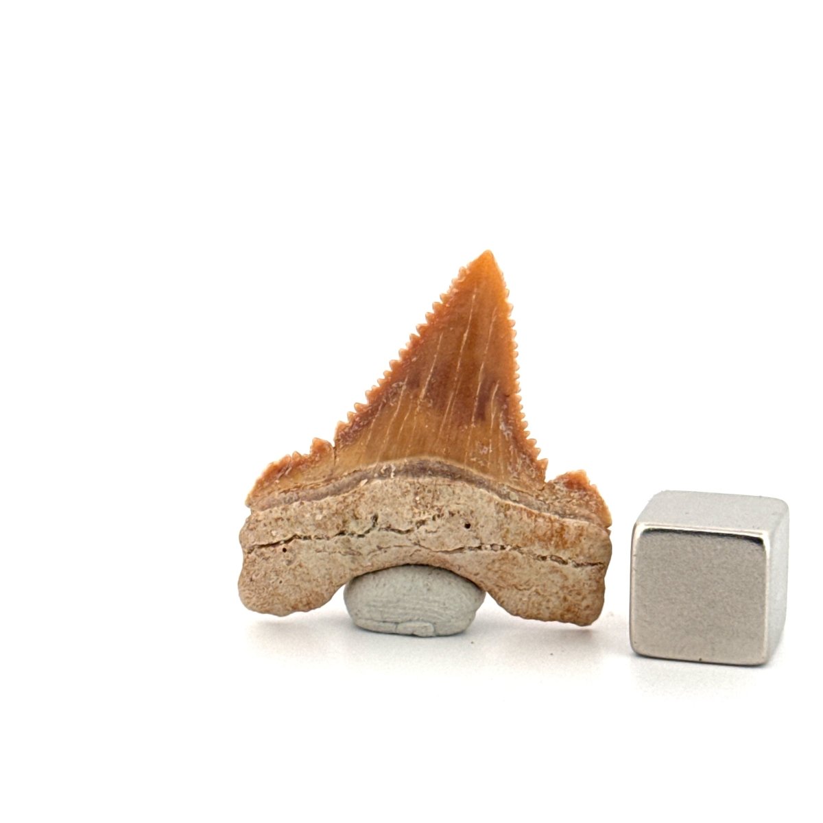 Palaeocarcharodon orientalis Tooth (1.22") from Morocco - FossilsAndMore