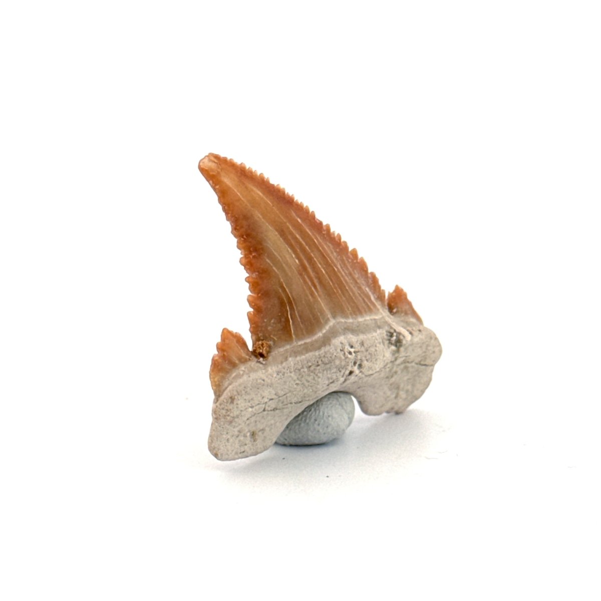 Palaeocarcharodon orientalis Tooth (1.36") from Morocco - FossilsAndMore
