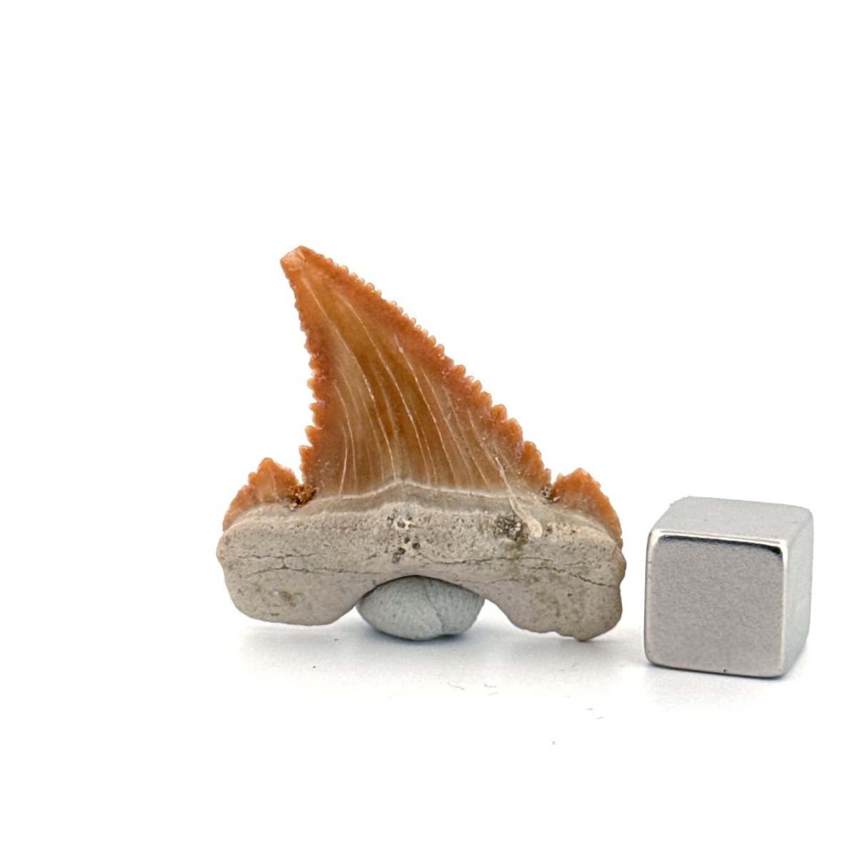 Palaeocarcharodon orientalis Tooth (1.36") from Morocco - FossilsAndMore