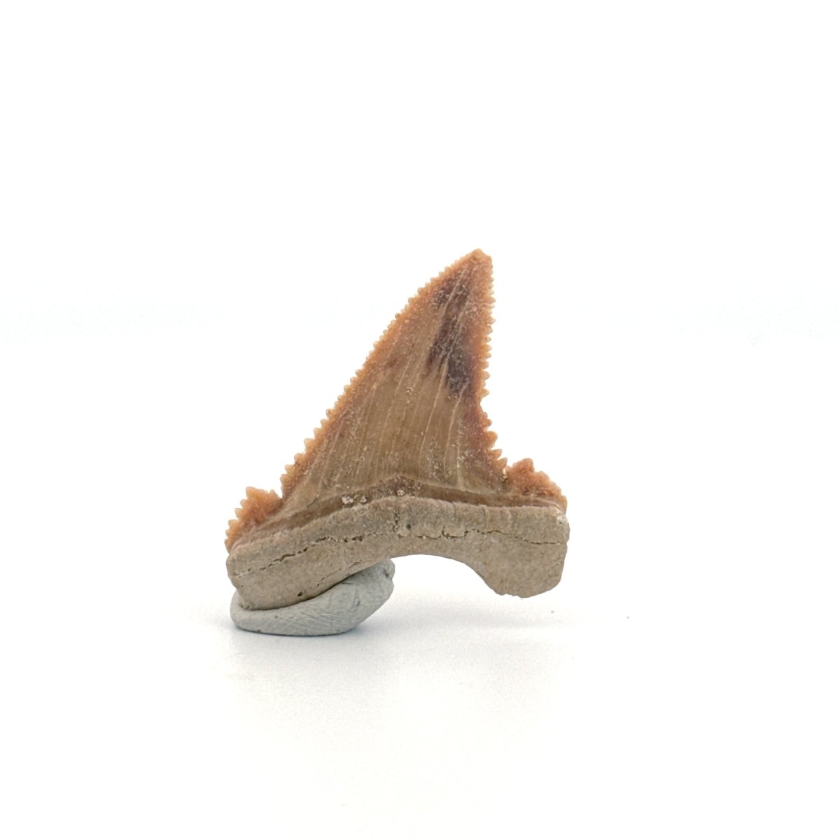 Palaeocarcharodon orientalis Tooth (1.38") from Morocco - FossilsAndMore