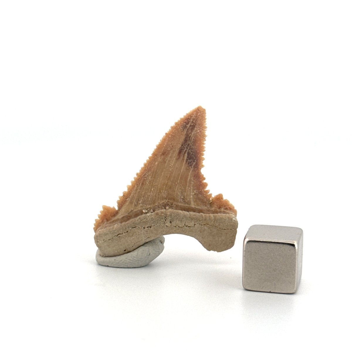 Palaeocarcharodon orientalis Tooth (1.38") from Morocco - FossilsAndMore
