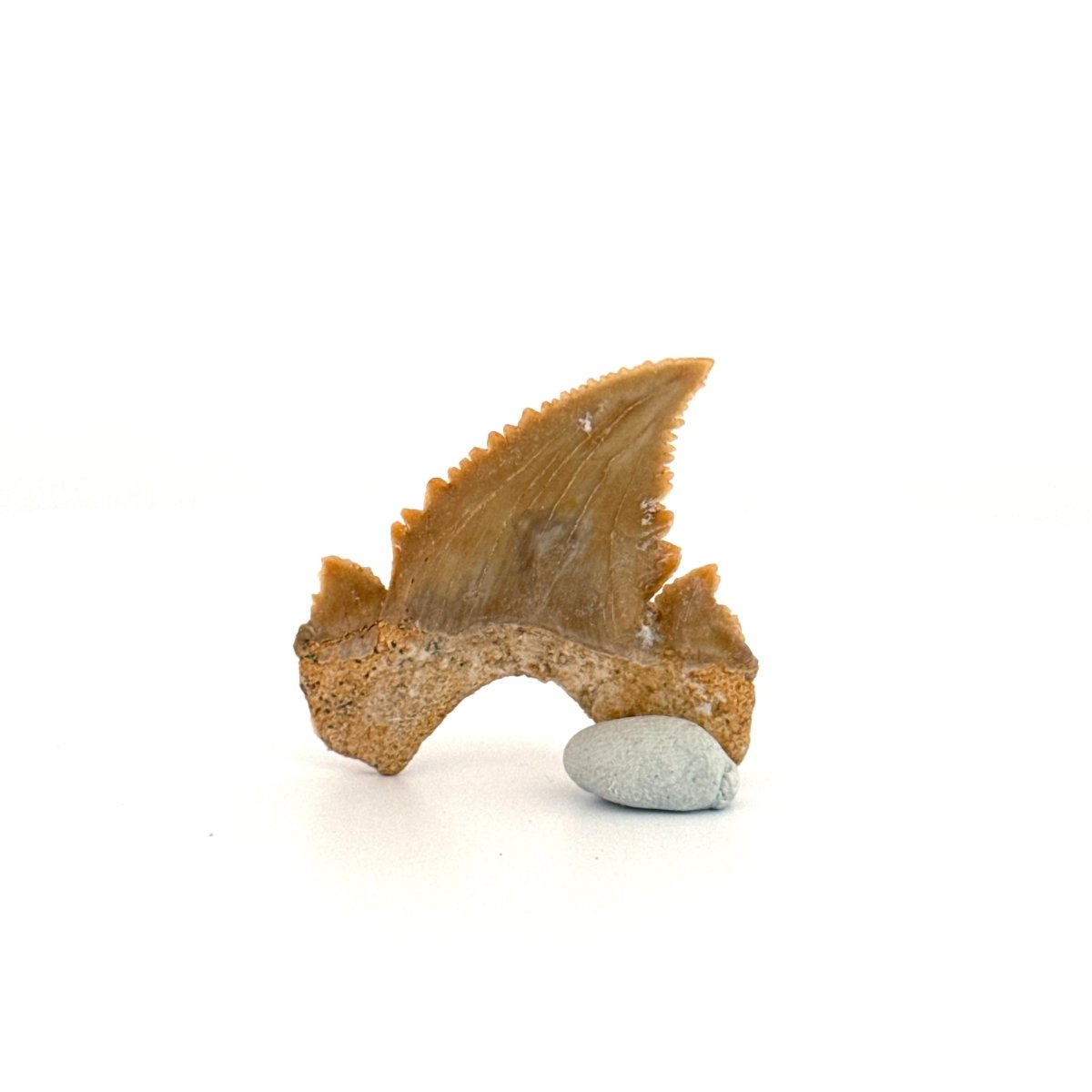 Palaeocarcharodon orientalis Tooth (1.66") from Morocco - FossilsAndMore