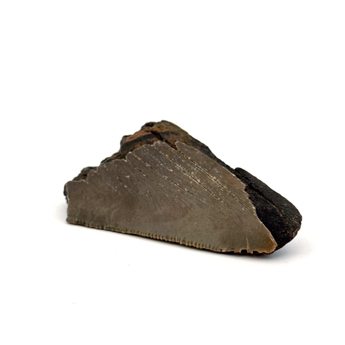 Partial Megalodon Tooth (2.78") from Antwerp Region – Authentic Miocene Shark Fossil - FossilsAndMore